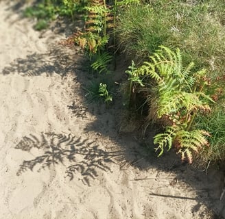 The shady fern in Wales