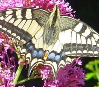 The Swallowtail butterfly