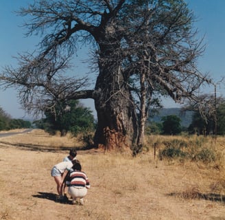 The archetypal African Baobab tree