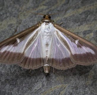 Box tree moth