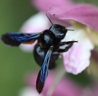 The blue black sheen of a carpenter bee