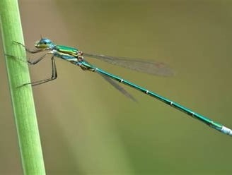 A damsel flie