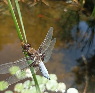 A Blue Dasher lays it s eggs at our pond