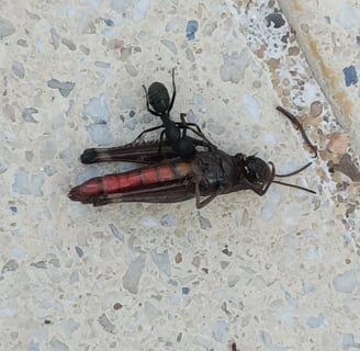First Ant on th Scene