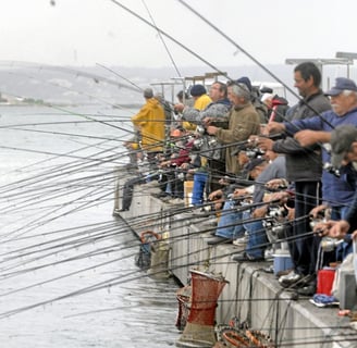 The October fish run of sea bream