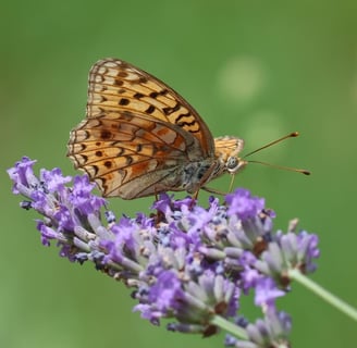 Fritillary