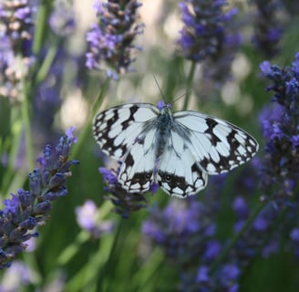 The Marbled  White