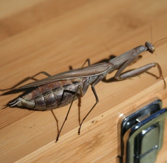 Praying Mantis
