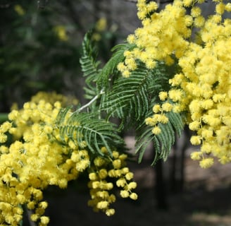 Mimosa