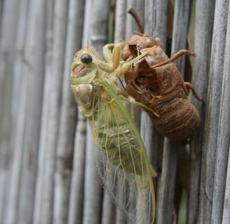 A cicada emerges and dries its wings before flying off.