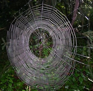 An orb weaver's web