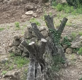 Stump of old olive tree