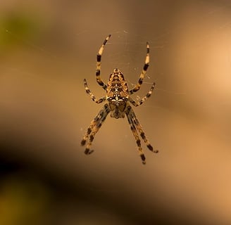 An orb weave spider awaits its prey.