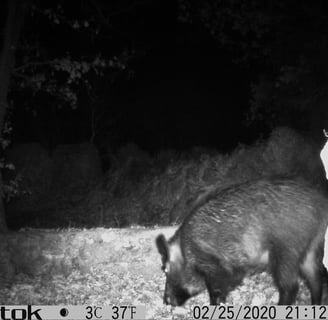 A sanglier viitor by our house one night.