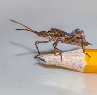 Punaise Americaine or leptiglossus occidentalis