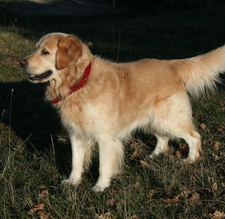 Simba, our golden retriever