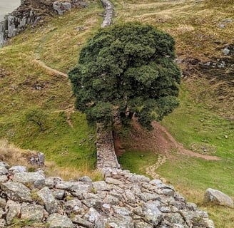 The Sycamore Gap tree, Hadrian's Wall