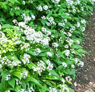 A bank of wild garlic, Mumbles, Wales.