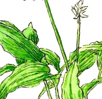 Wild Garlic