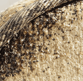 serious bed bugs infestation on mattress