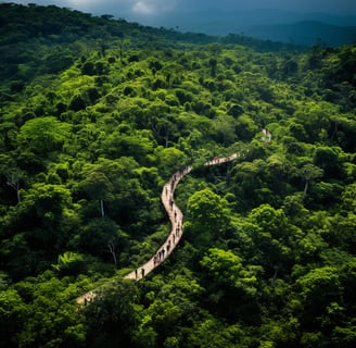 a long winding path in the middle of a forest