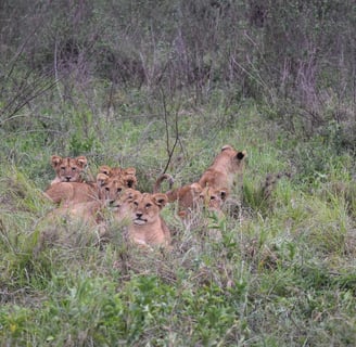 lion cubs