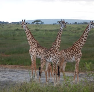 three giraffes looking out