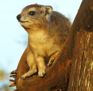 hyrax