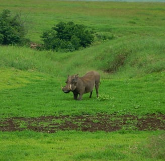 warthog feeding