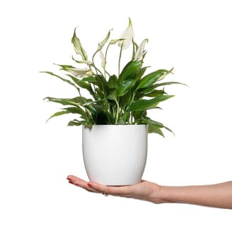 a person holding a potted planter with a plant in it