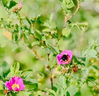 Wild Roses