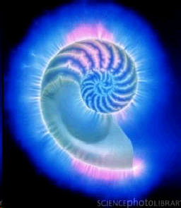 kirlian photography