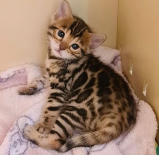 Brown Bengal Kitten