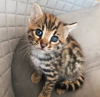 Brown Bengal Kitten