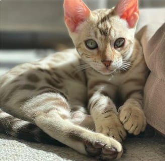 Silver lynx Bengal Cat