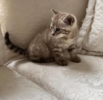 Silver Bengal kitten