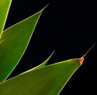 California Agave Growers Speak Out