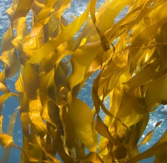 sea weed