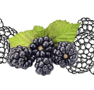 blackberries