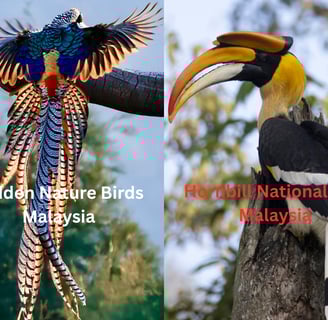 Hidden Nature Bird and a Hornbill National Bird Malaysia