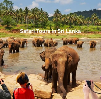 Wildlife Safari at Yala Sri Lanka