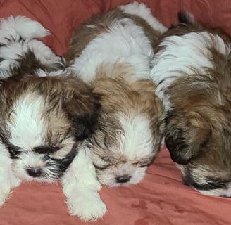 Mal-Shi Puppies for sale