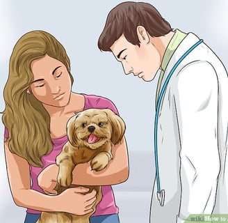 Mal_shi Puppy Vet Visit