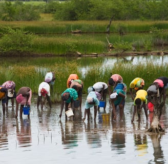 Protection et restauration des Mangroves