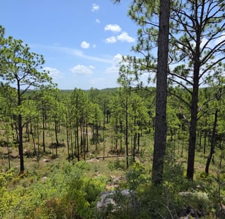 Bayou Vista Overlook in Kisatchie Wilderness area