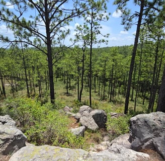 Moderate Hiking trail with Pines