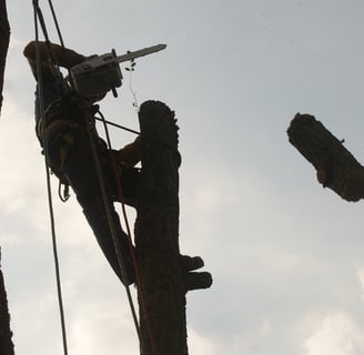 Démontage d'arbre par un élagueur.