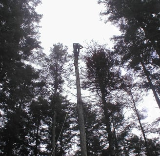 Abattage d'un arbre avec un homme au sommet du tronc.