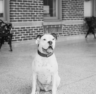 Boomer a dog sitting on the sidewalk in front of a brick building