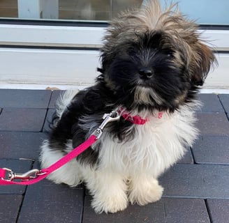 Mini Havanese
